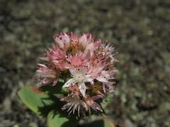 Hylotelephium telephioides