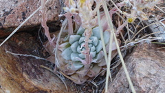 Dudleya abramsii