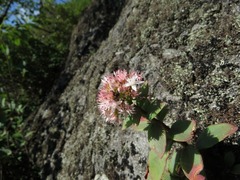 Hylotelephium telephioides