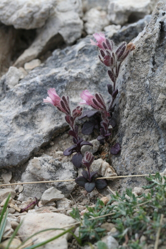 Representative image of Chaenorhinum rodriguezii
