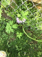 Hydrophyllum virginianum