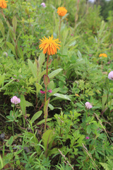 Hypochaeris ciliata