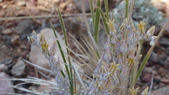 Dudleya abramsii