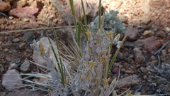 Dudleya abramsii