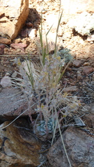 Dudleya abramsii