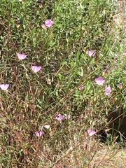 Sidalcea sparsifolia