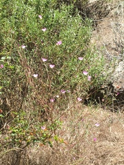 Sidalcea sparsifolia