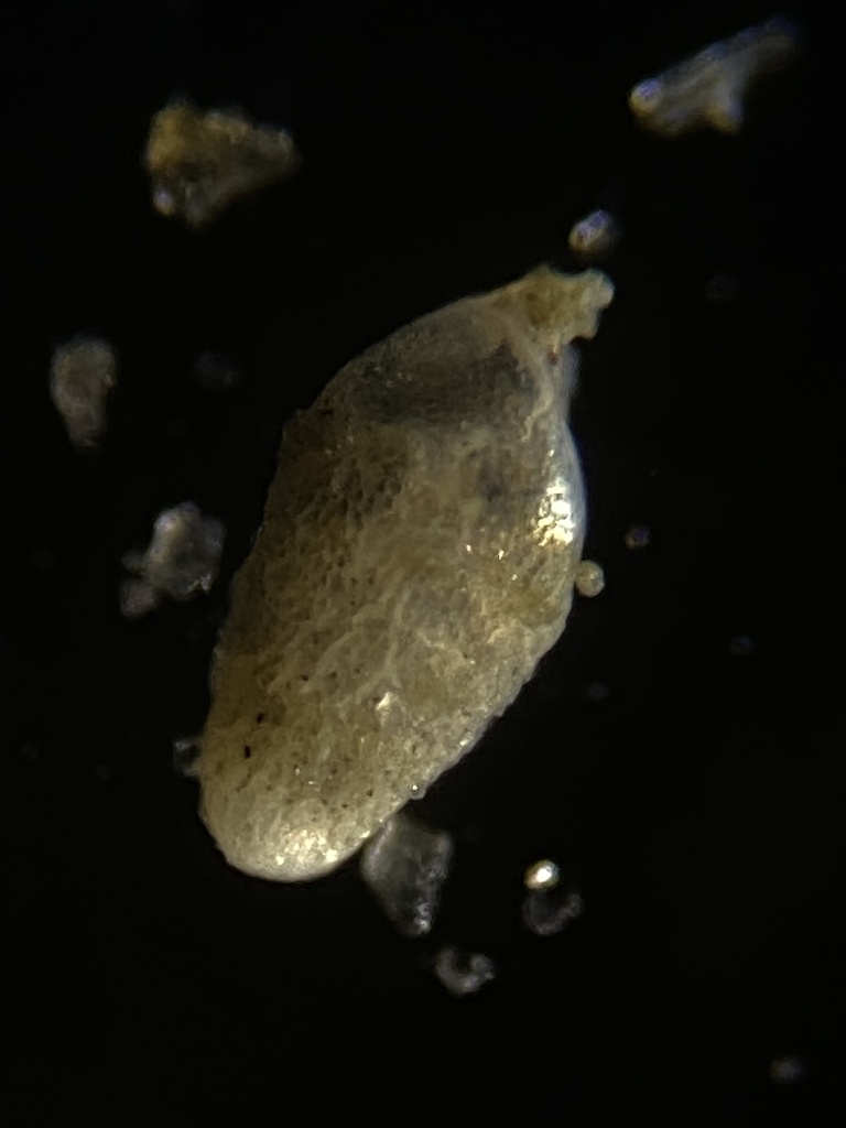 Bolivina subexcavata