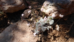 Eriogonum kennedyi