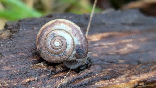 Kentish Nun Snail, Noordwijkerhout, Nederland, photo 9 of 10