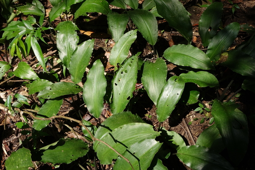 Malayan Sword (Lagenandra ovata)