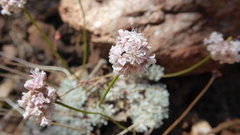 Eriogonum kennedyi