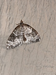 Eulithis explanata