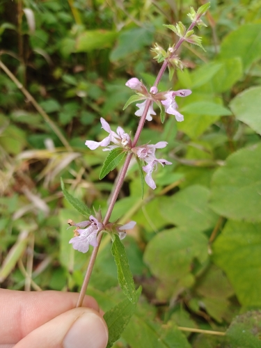 Image of Stachys hispida by (c) Quinten Wiegersma, some rights reserved (CC BY)