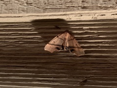 Plagodis phlogosaria