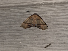 Plagodis phlogosaria