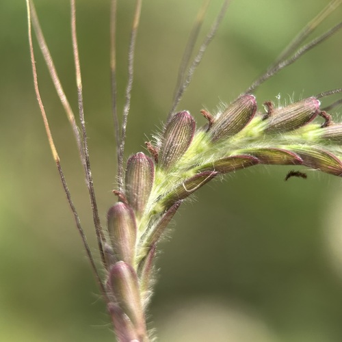 Dichanthium caricosum