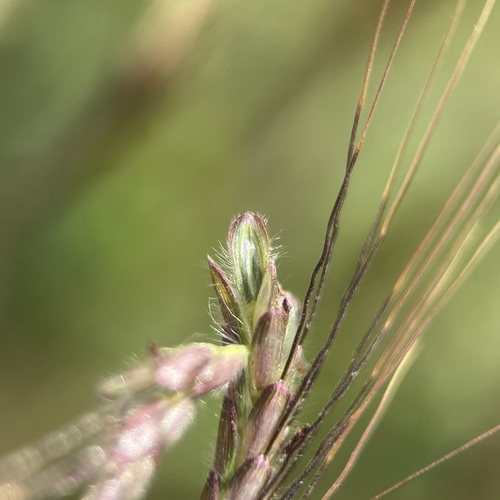 Dichanthium caricosum