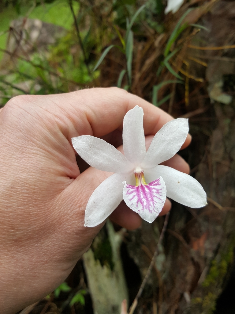 Dolichocentrum