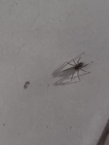 Cricket Thief Spider