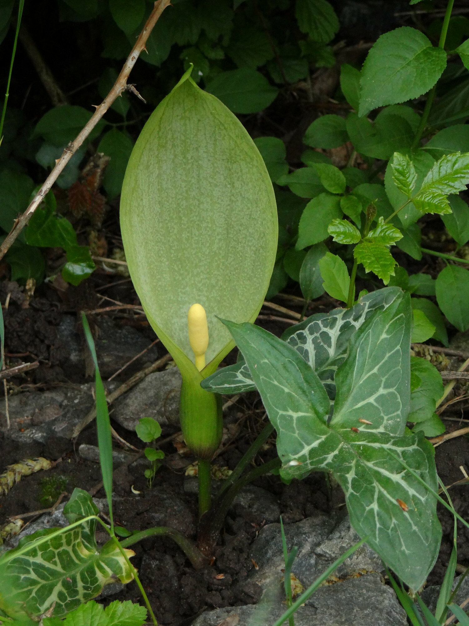 Arum italicum