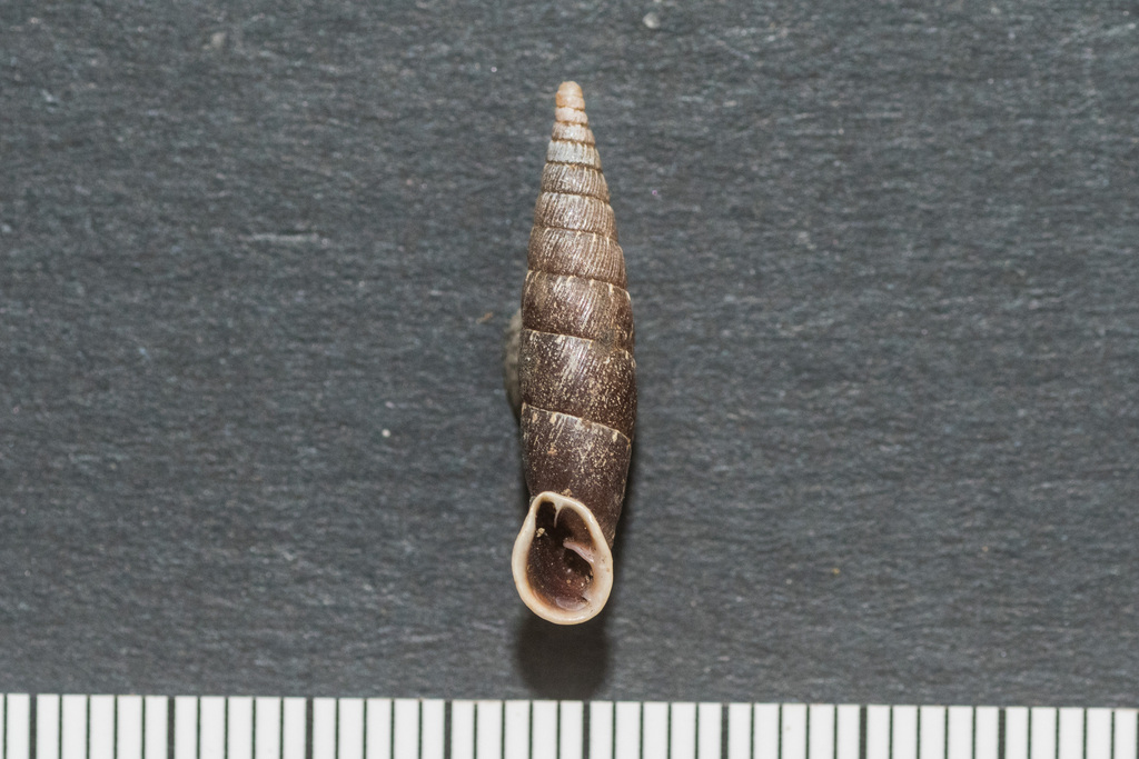 Charpentieria itala