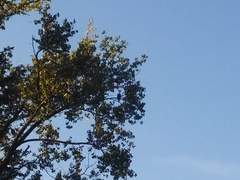 Haliaeetus leucocephalus