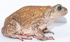 Peltophryne peltocephala