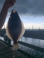 Paralichthys lethostigma