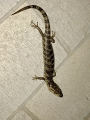 Cyclodomorphus gerrardii