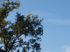 Haliaeetus leucocephalus