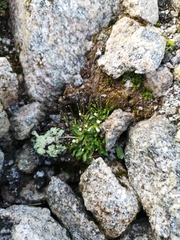Cardamine bellidifolia