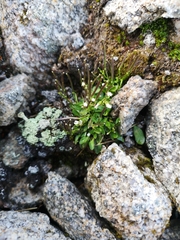 Cardamine bellidifolia