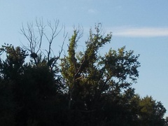 Haliaeetus leucocephalus