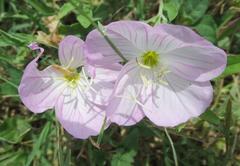 Oenothera speciosa