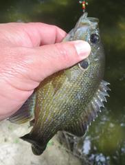 Lepomis cyanellus