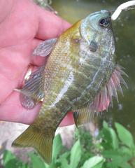 Lepomis macrochirus