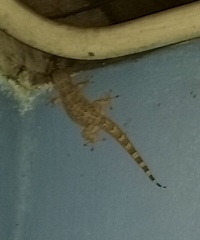 Tarentola americana