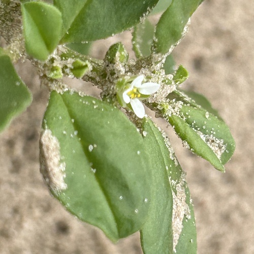 Sticky lizardfoot (Limeum viscosum)