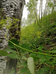 Peucedanum morisonii