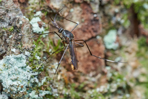 Toxorhynchites edwardsi