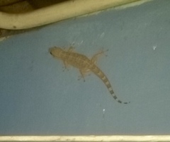 Tarentola americana
