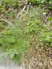 Peucedanum morisonii