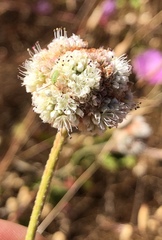 Eriogonum nudum auriculatum