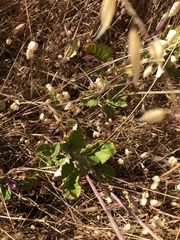 Eriogonum nudum auriculatum