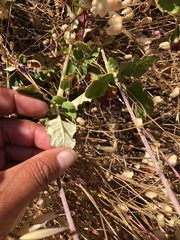 Eriogonum nudum auriculatum