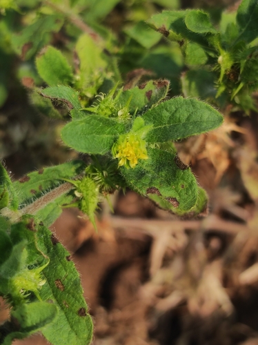 Hispid starbur (Acanthospermum hispidum)