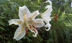 Lilium auratum