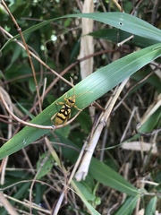 Chlorophorus quinquefasciatus