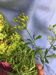 Polytaenia nuttallii